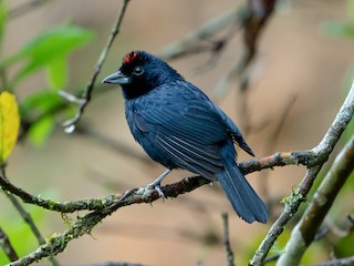  - Ruby-crowned Tanager