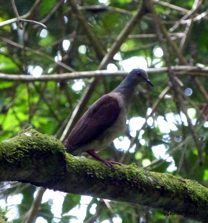 Gray-headed Dove (Brown-backed) - ML41378501