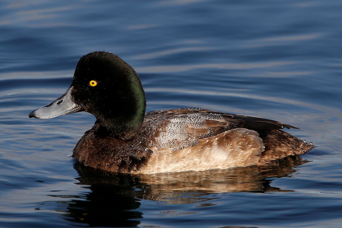 Greater Scaup - ML413788081