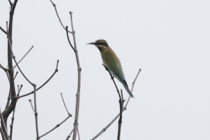 Blue-tailed Bee-eater - Andrew William