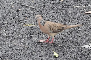 Spotted Dove, ML413791191