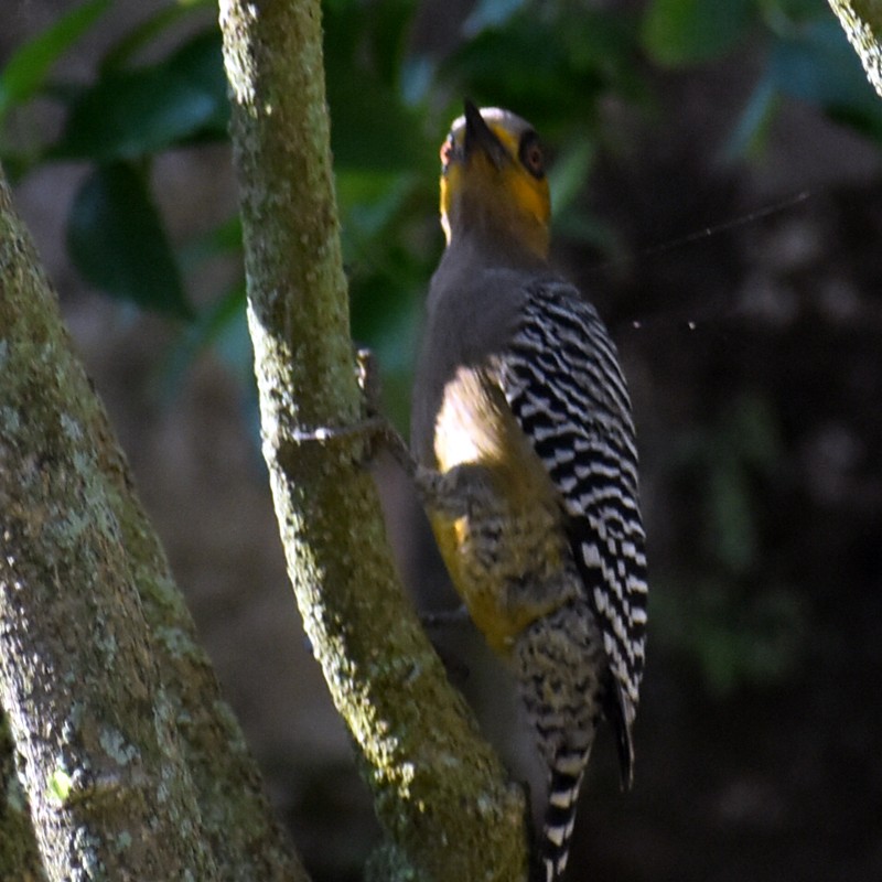 Golden-cheeked Woodpecker - ML413794961