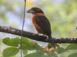  - Shovel-billed Kookaburra