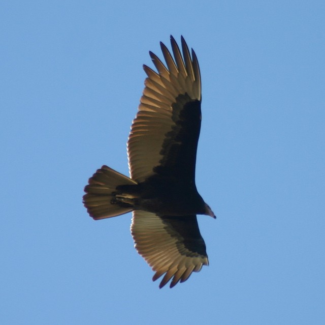 Turkey Vulture - ML41380011