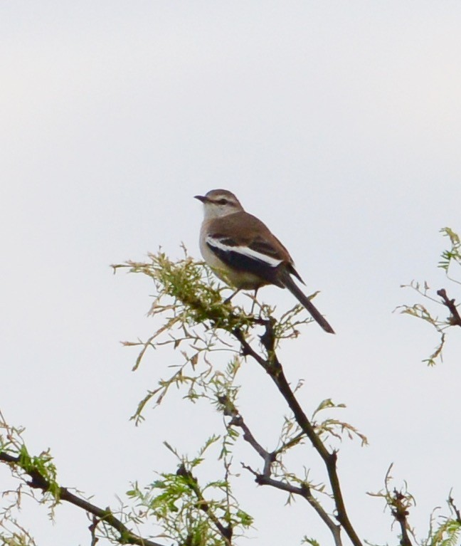 White-banded Mockingbird - Neil Wingert