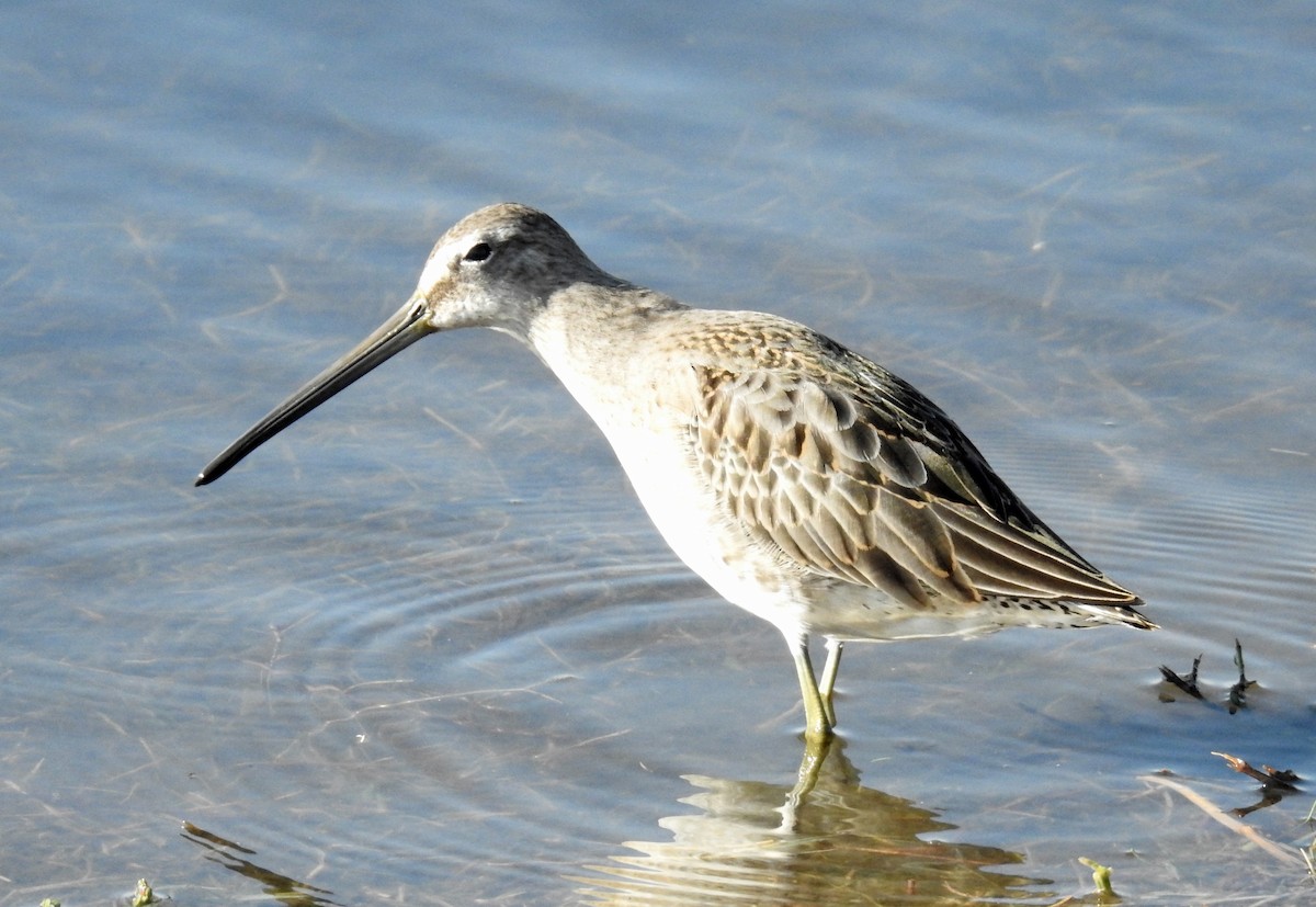 Long-billed Dowitcher - ML413809921