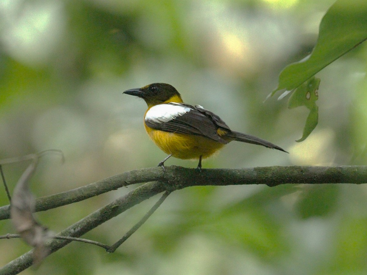 White-winged Shrike-Tanager - Lanio versicolor - Birds of the World