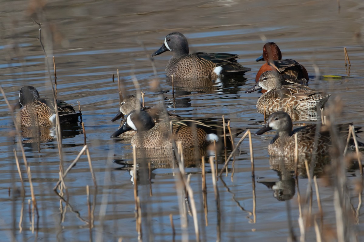 Blue-winged Teal - ML413816461