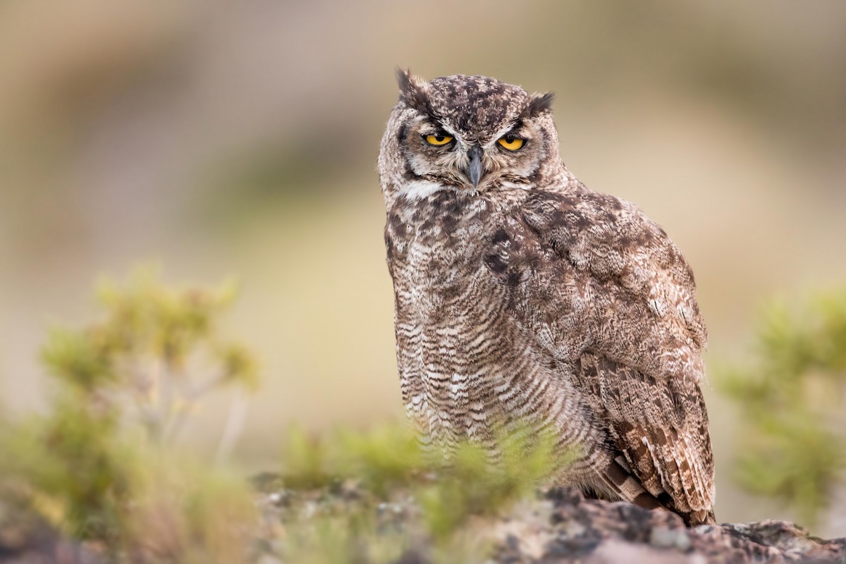 Lesser Horned Owl - ML413818651