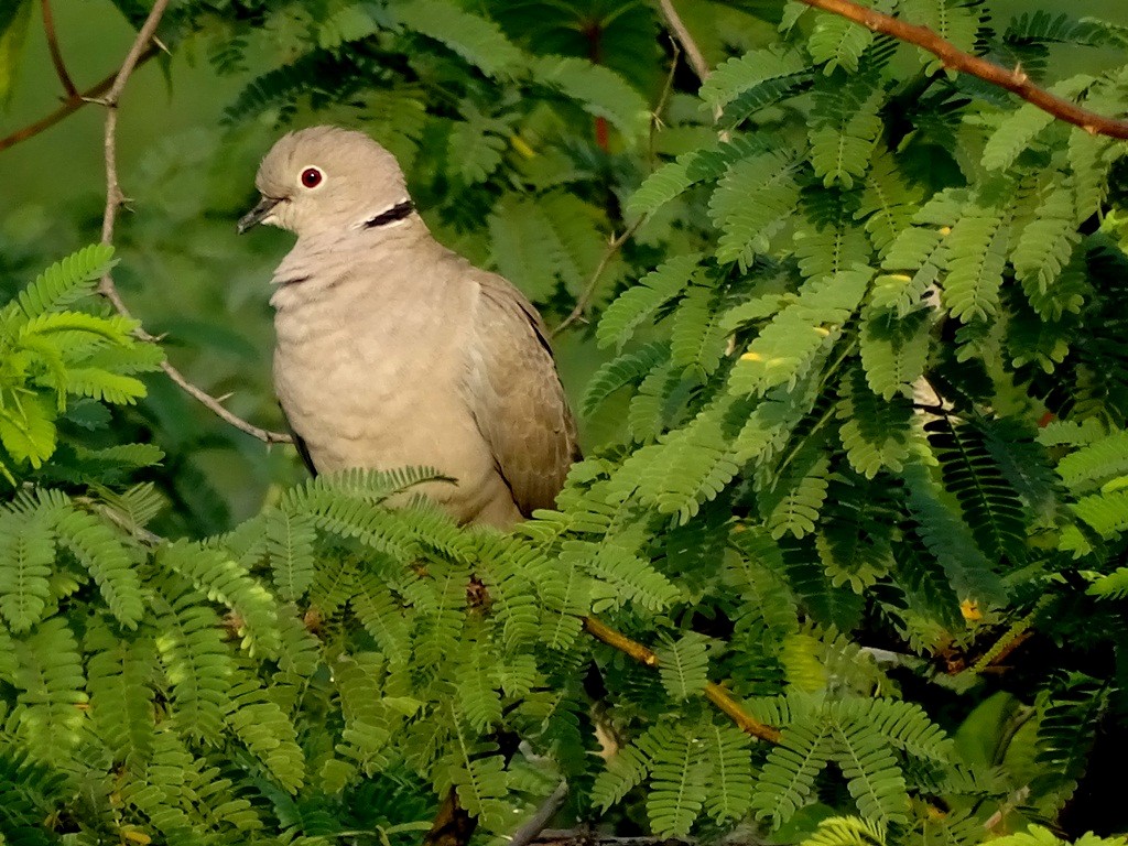 Eurasian Collared-Dove - Sreekumar Chirukandoth