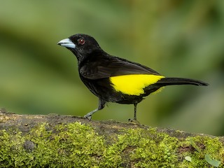  - Flame-rumped Tanager (Lemon-rumped)