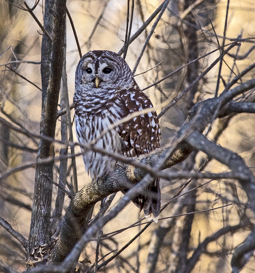 Barred Owl - ML413820121