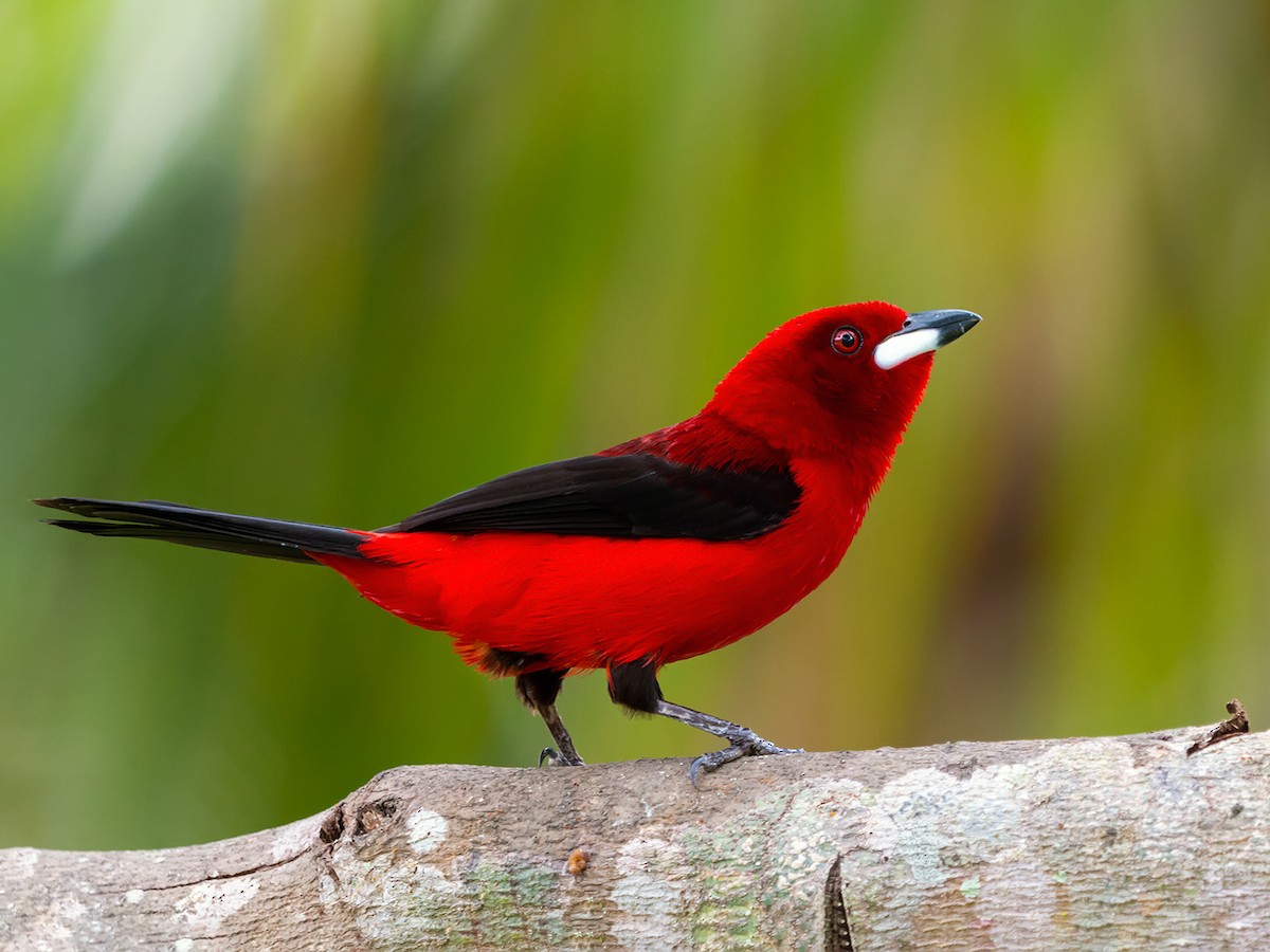 Brazilian Tanager - Ramphocelus bresilius - Birds of the World