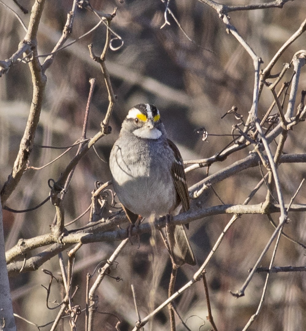 White-throated Sparrow - ML413820341