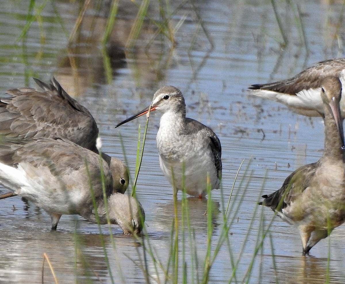 Spotted Redshank - ML413821121