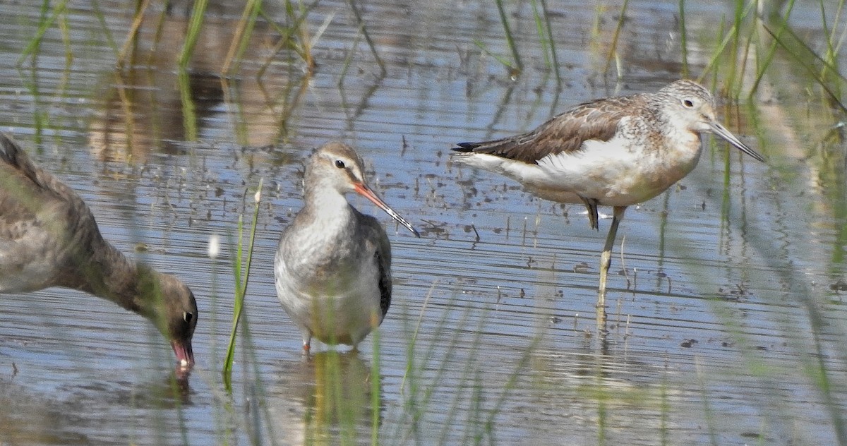 Spotted Redshank - ML413821221