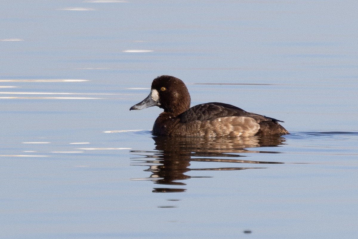 Greater Scaup - ML413824181