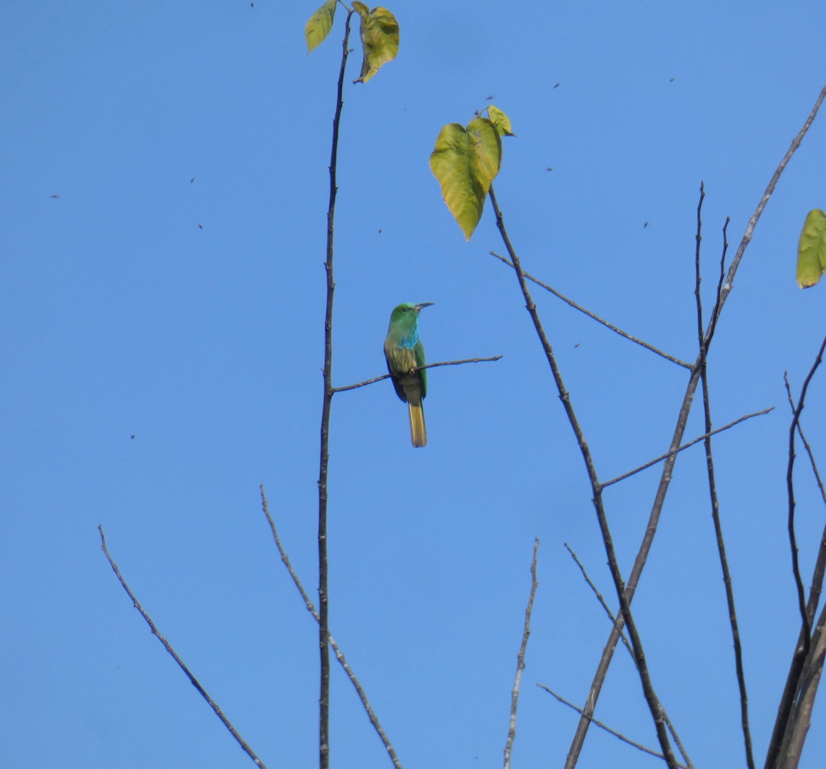 Blue-bearded Bee-eater - Sarabjeet Kaur