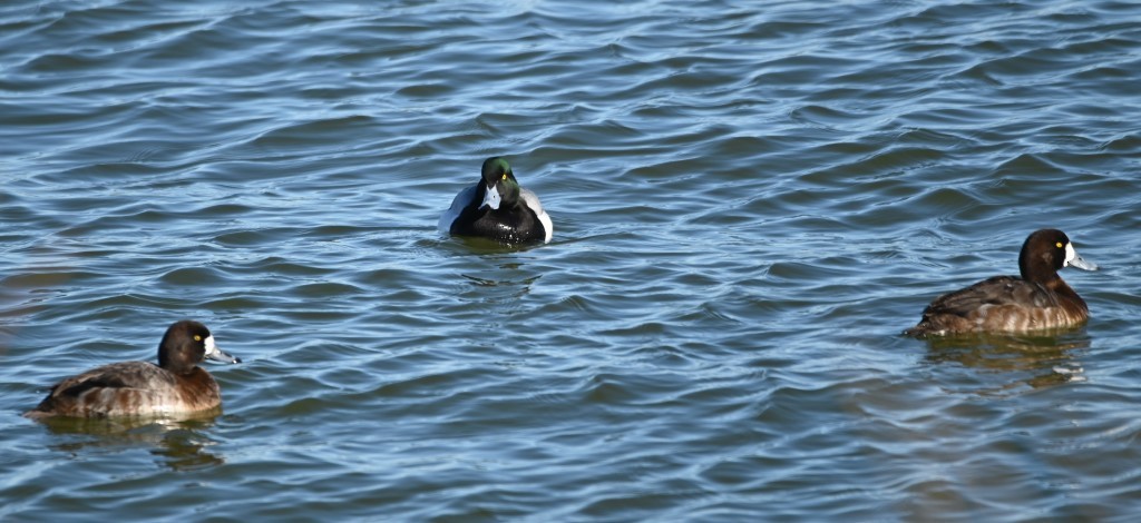 Greater Scaup - ML413836161