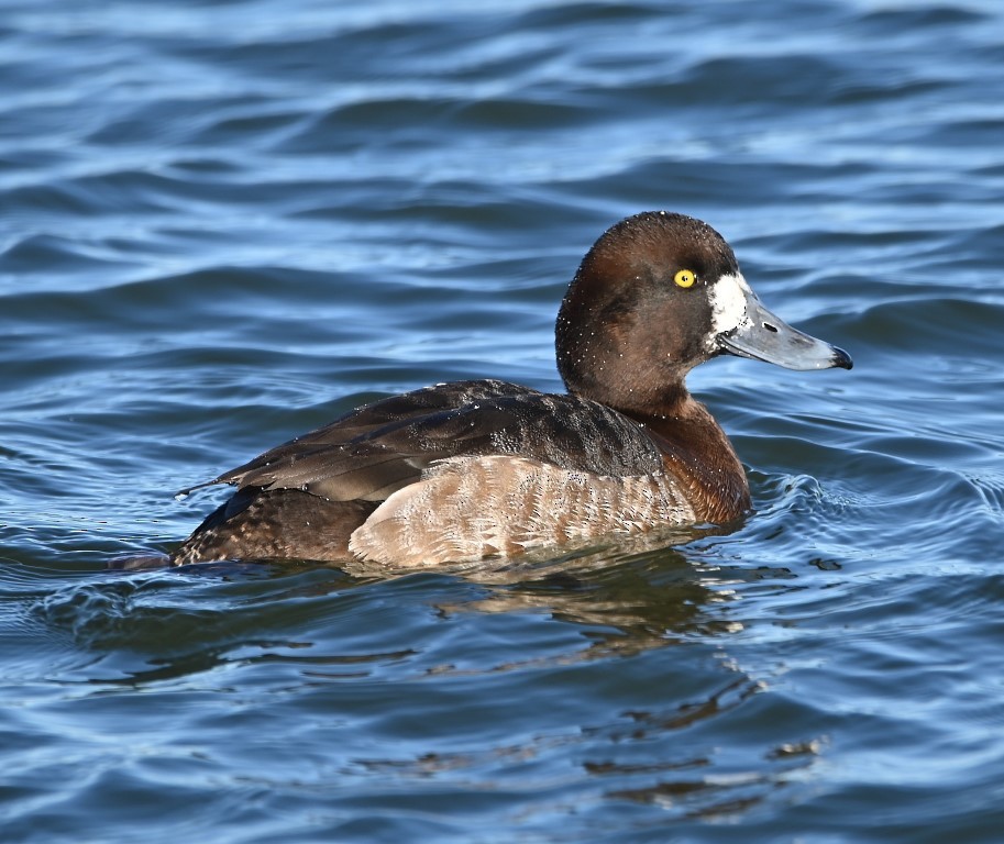 Greater Scaup - ML413836171