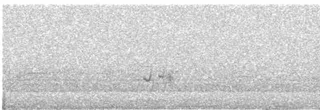 Мадейрская качурка (castro) - ML413839001