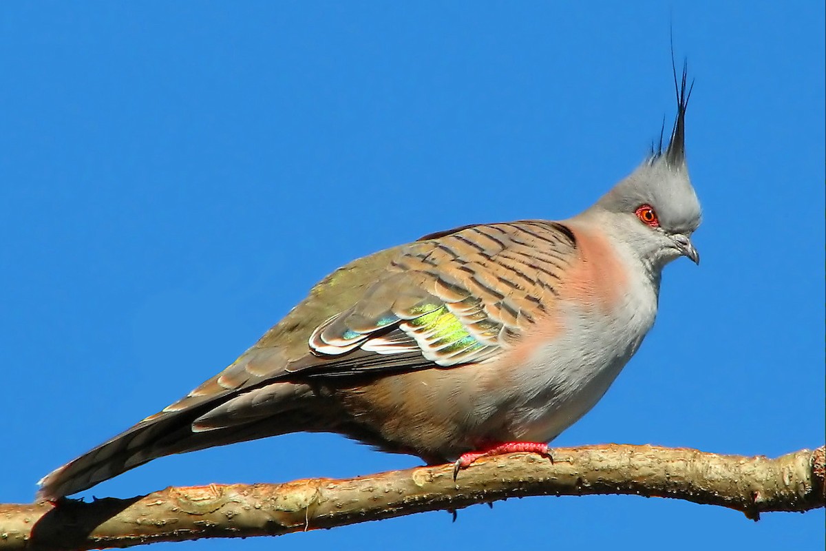 Crested Pigeon - Chris Chafer