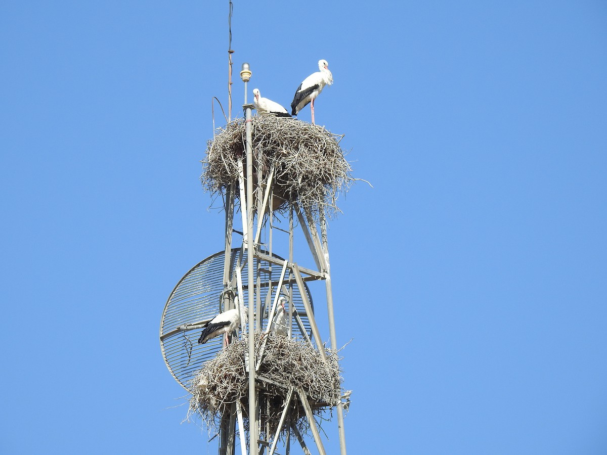 White Stork - Mohammad Kheylapoor