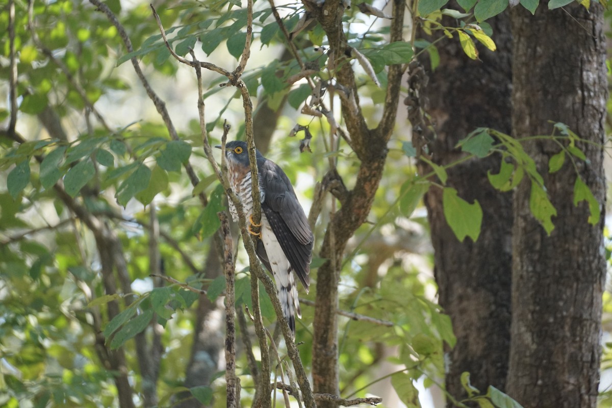 Large Hawk-Cuckoo - Anu Parthasarathy