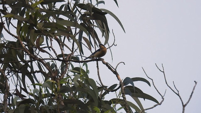 Fawn-breasted Tanager - ML413853041