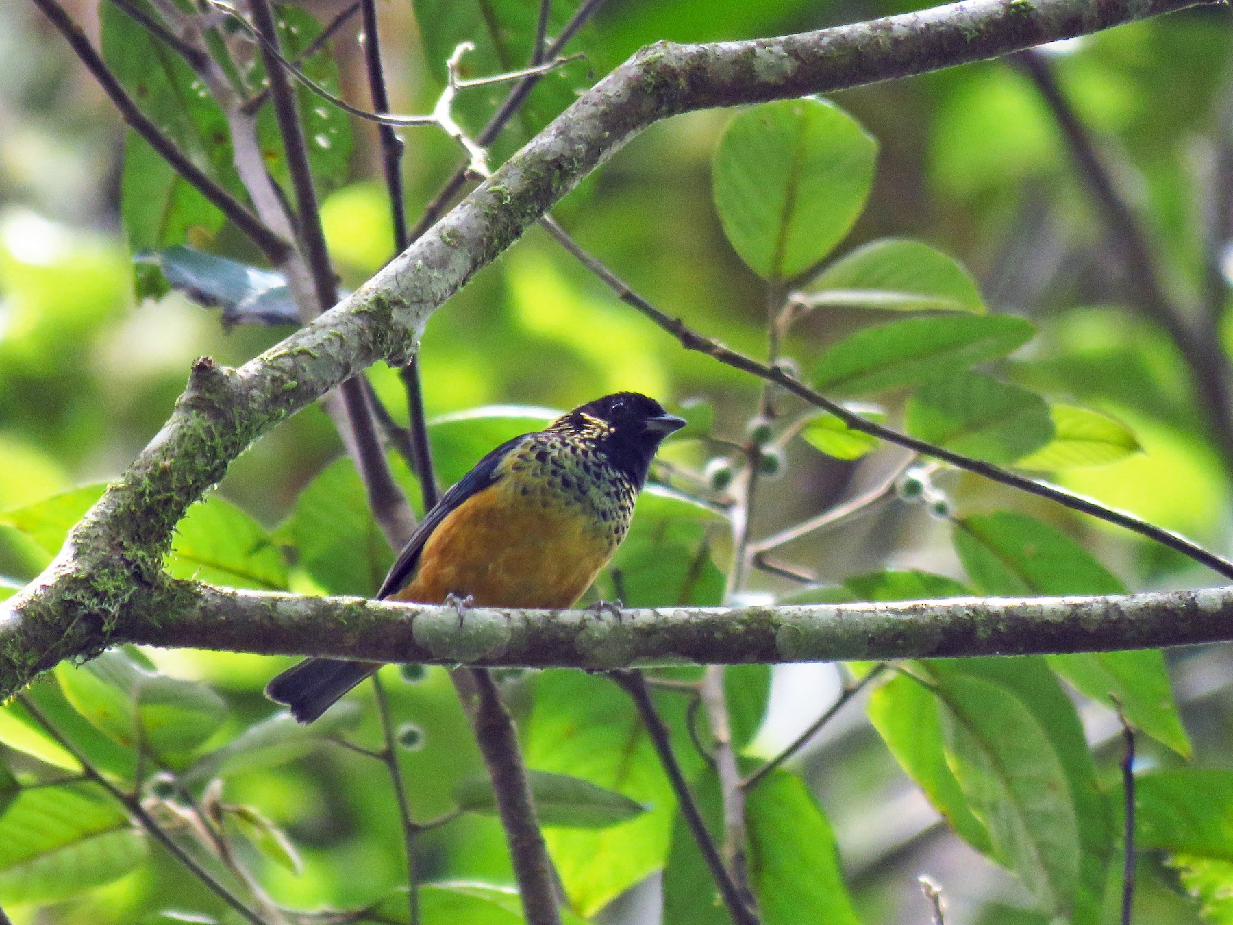 Spangle-cheeked Tanager - Jenn Sinasac
