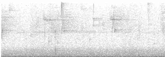 Тиранчик-довгохвіст жовточеревий - ML413860821