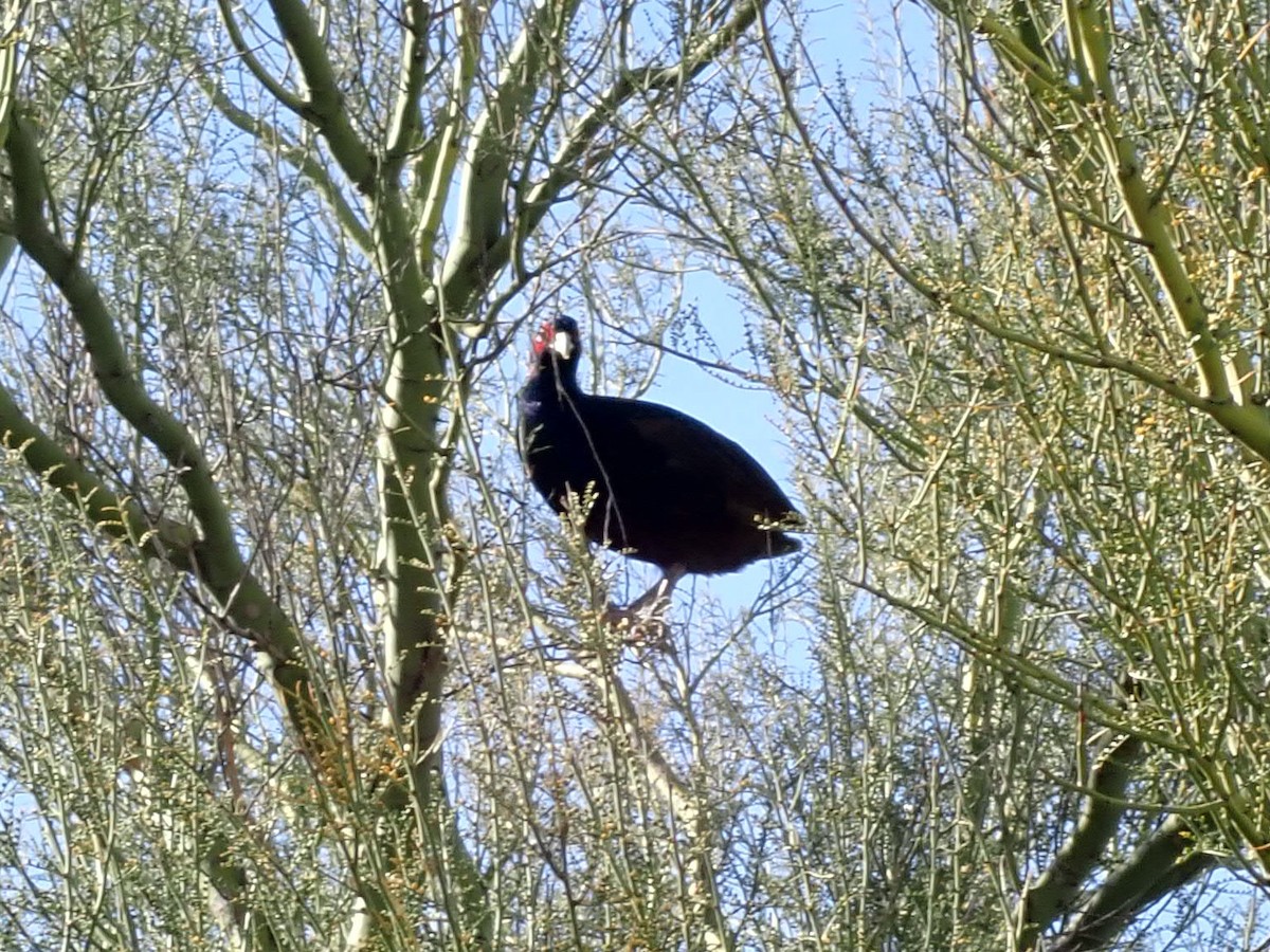 pheasant sp. - Tim Helentjaris