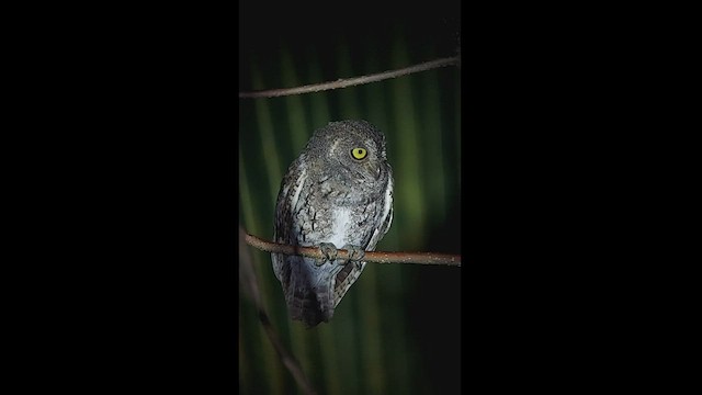 Oriental Scops-Owl (Walden's) - ML413863971