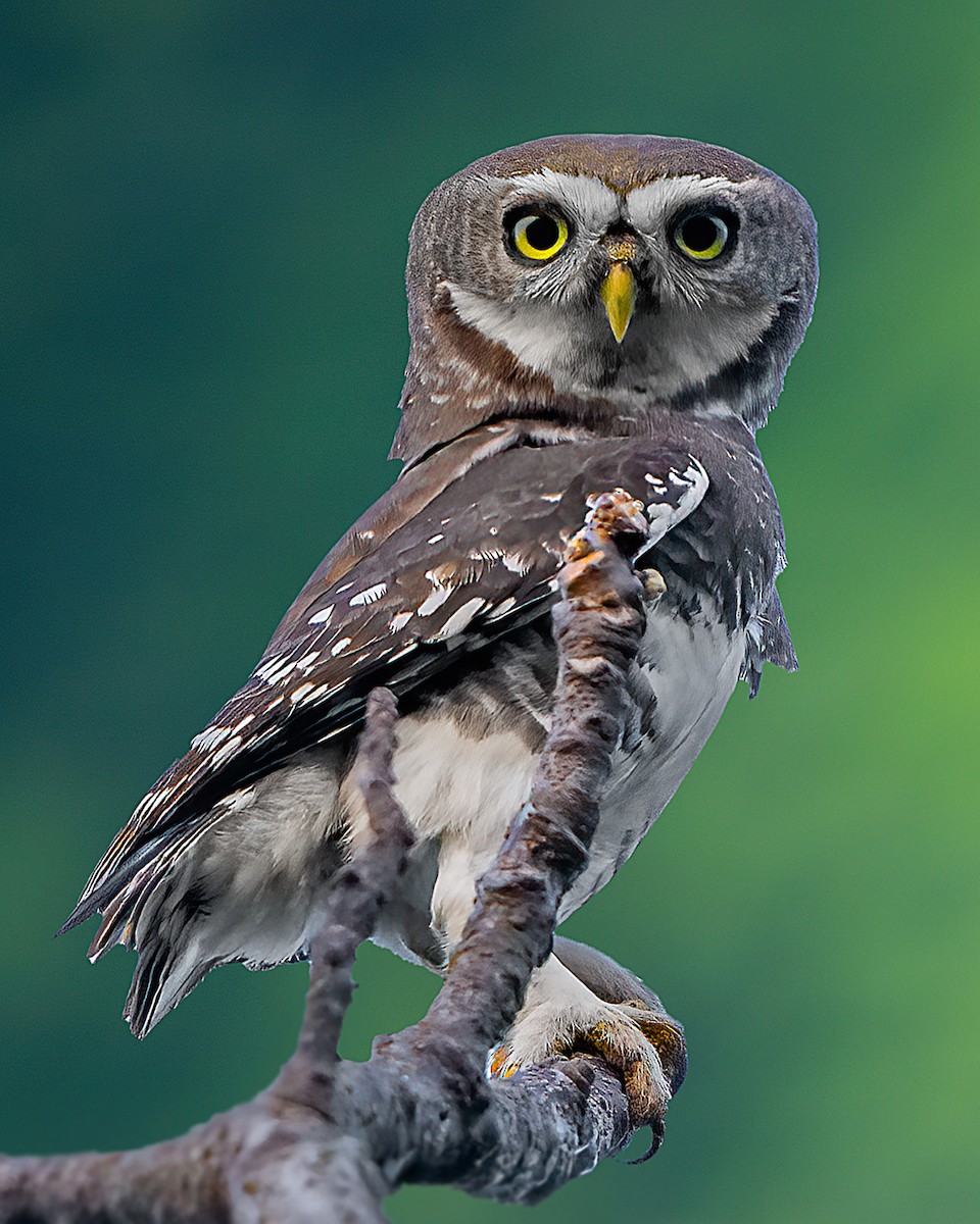 Forest Owlet - ML413865141