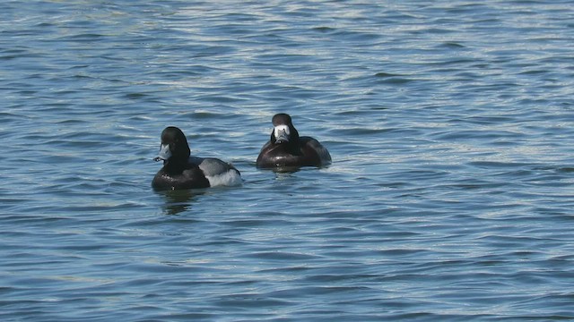 Greater Scaup - ML413867941