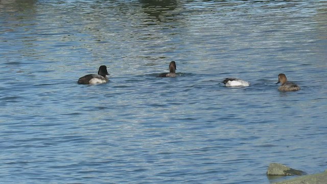 Greater Scaup - ML413867971