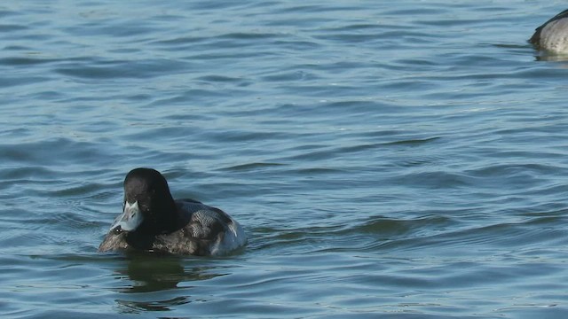 Greater Scaup - ML413870351
