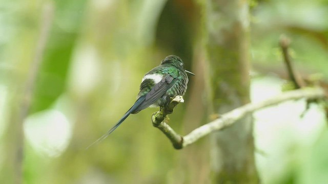 kolibřík trnoocasý - ML413871561