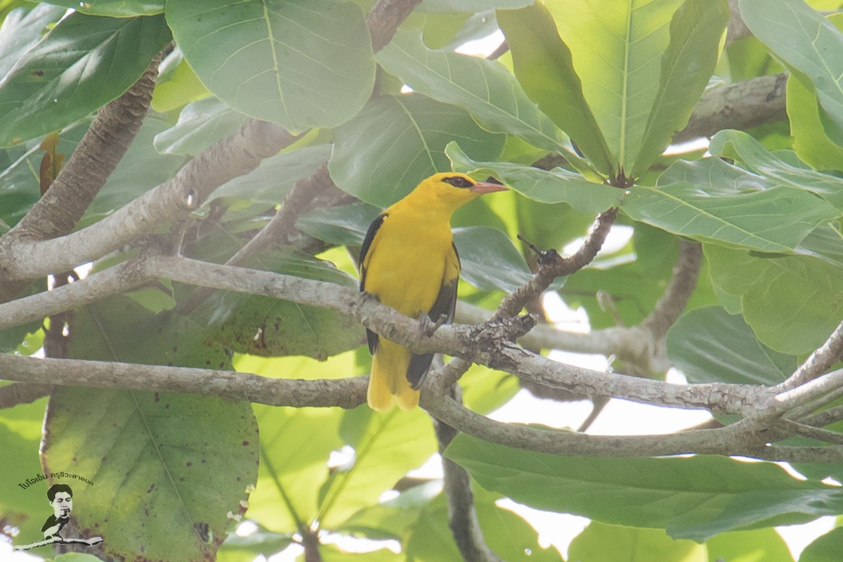 Indian Golden Oriole - ML413885531