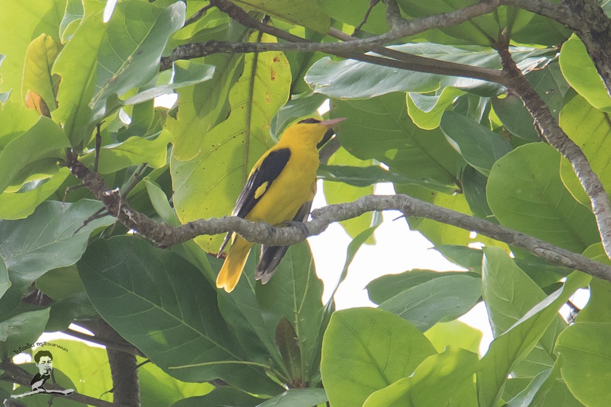 Indian Golden Oriole - ML413885541