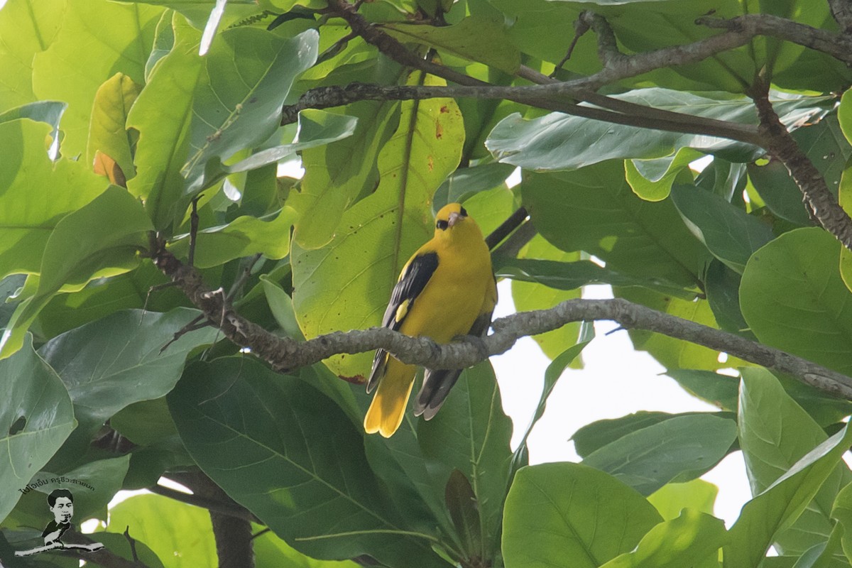 Indian Golden Oriole - ML413885601