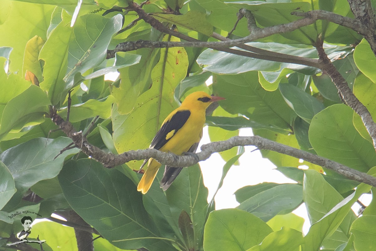 Indian Golden Oriole - ML413885681