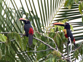 アカハシムナフチュウハシ - eBird