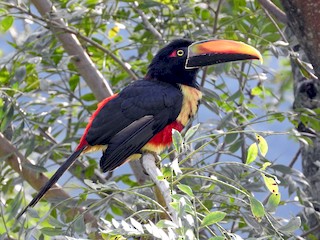  - Fiery-billed Aracari