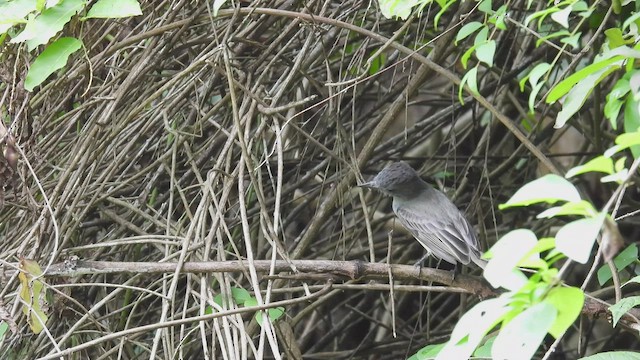 Sooty-crowned Flycatcher - ML413899491