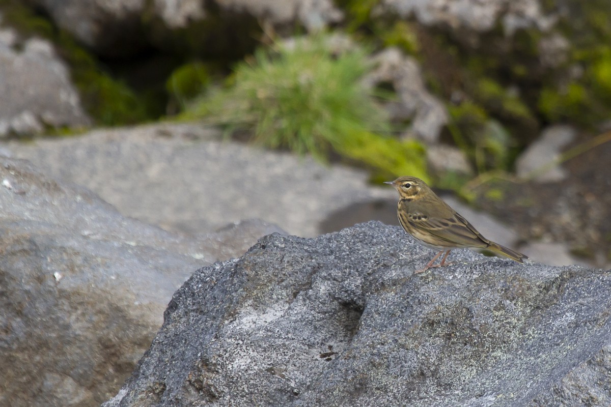 Olive-backed Pipit - ML413901041