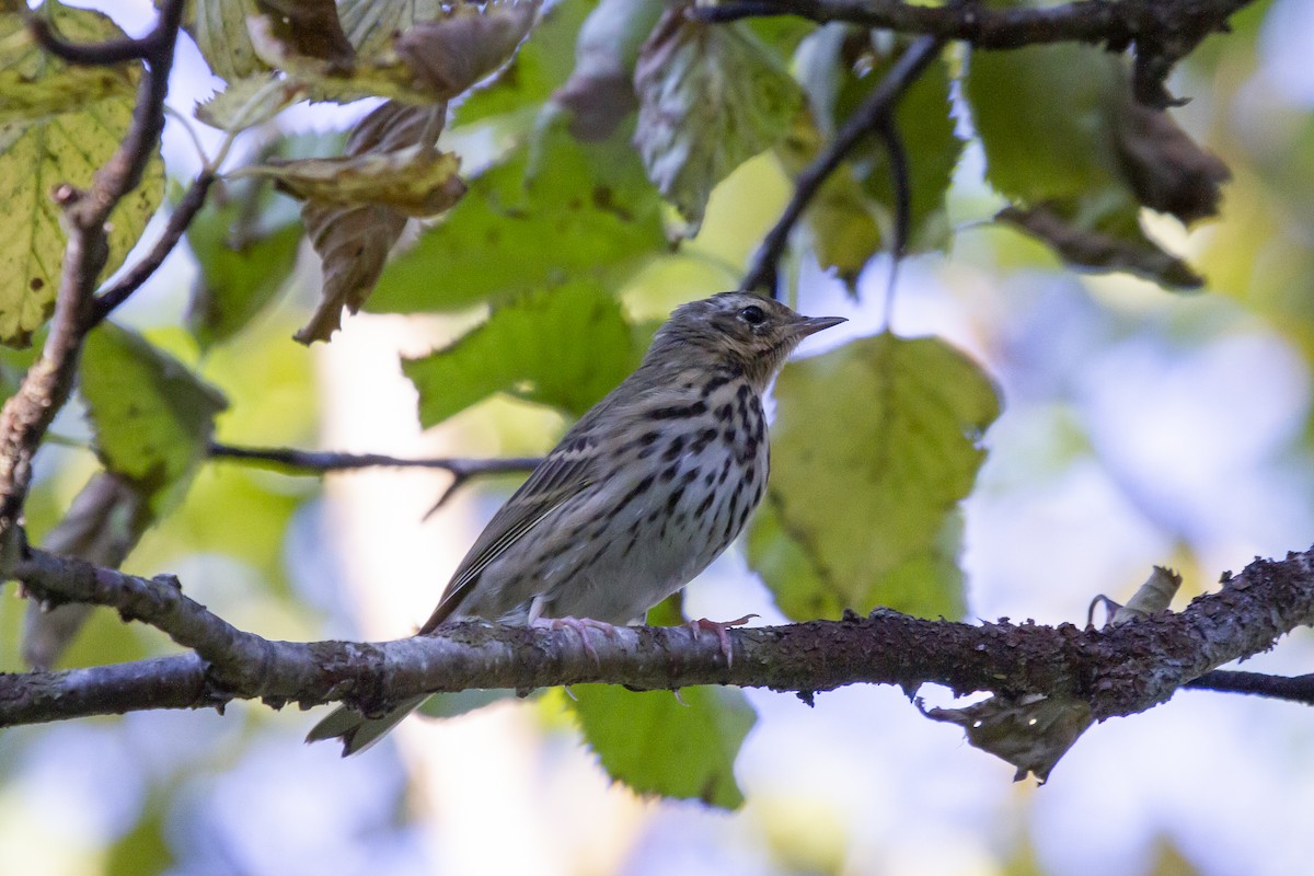 Olive-backed Pipit - ML413903331