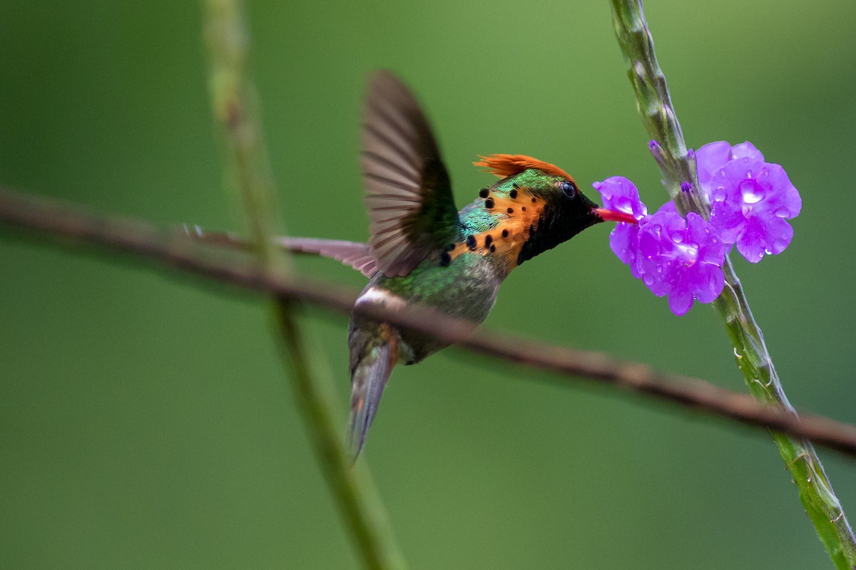 Tufted Coquette - Mathurin Malby