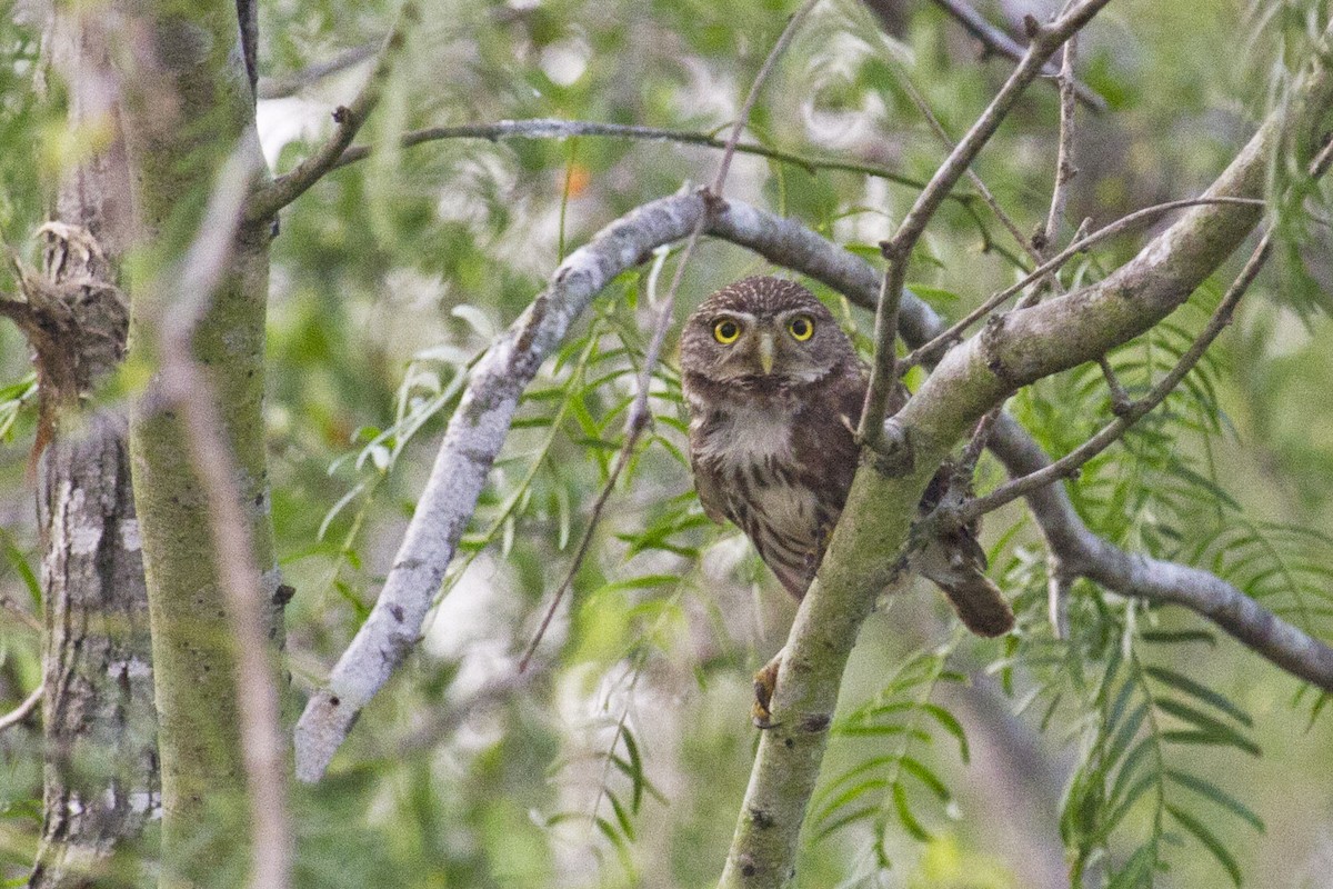 Ferruginous Pygmy-Owl - ML413912251