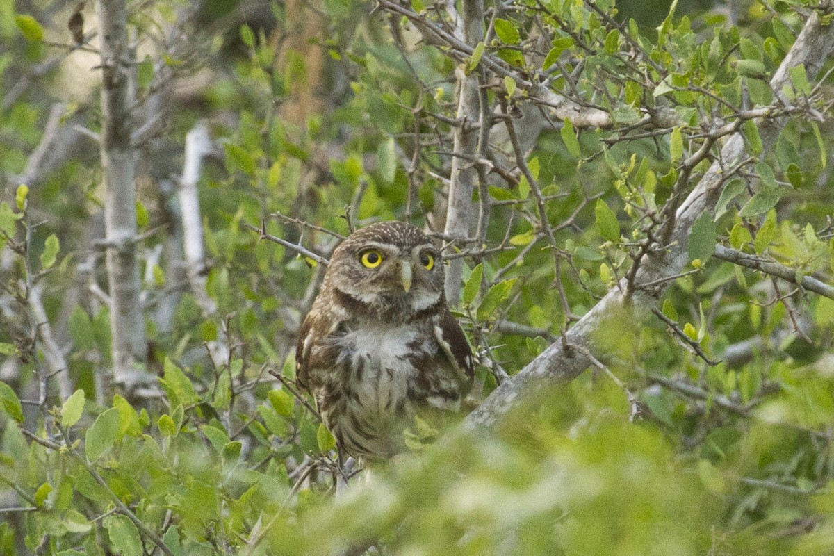 Ferruginous Pygmy-Owl - ML413912261